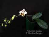 Phalaenopsis stuartiana – Rare Species – Fragrant - Orchid Design