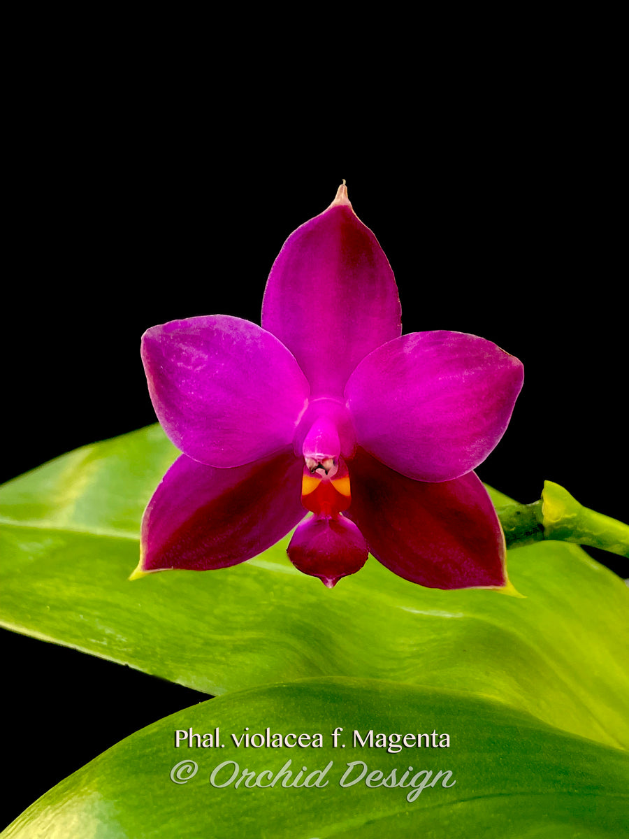 Viva Magenta - Orchid Dynasty