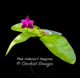 Phalaenopsis violacea variety Magenta