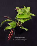 Pleurothallis alvaroi Red - Orchid Design