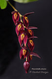 Pleurothallis alvaroi Red - Orchid Design
