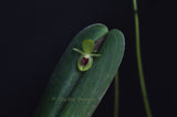 Pleurothallis georgraphica – Ecuadorian Species - Orchid Design