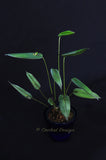 Pleurothallis georgraphica – Ecuadorian Species - Orchid Design