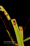 Pleurothallis portillae – Cool Species - Orchid Design