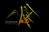 Pleurothallis portillae – Cool Species - Orchid Design