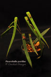 Pleurothallis portillae – Cool Species - Orchid Design