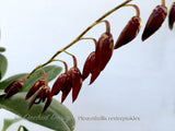 Pleurothallis restrepioides – Species, Dark Purple - Orchid Design