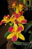 Potinara Burana Beauty 'Burana' HCC/AOS – Fragrant