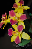 Potinara Burana Beauty 'Burana' HCC/AOS – Fragrant
