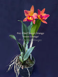 Potinara Chief Sweet Orange 'Sweet Orange'