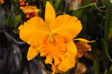 Fragrant Pot. Haw Yuan Gold 'YK #2' GM/WOC, FCC/RHS - Orchid Design