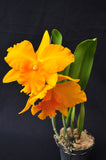 Fragrant Pot. Haw Yuan Gold 'YK #2' GM/WOC, FCC/RHS - Orchid Design