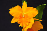 Fragrant Pot. Haw Yuan Gold 'YK #2' GM/WOC, FCC/RHS - Orchid Design