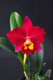 Pot. Hawaiian Prominence 'America' AM/AOS Fragrant - Orchid Design