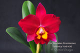Pot. Hawaiian Prominence 'America' AM/AOS Fragrant - Orchid Design