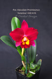 Pot. Hawaiian Prominence 'America' AM/AOS Fragrant - Orchid Design