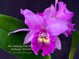 Pot. Hsinying Pink Doll 'Hsinying' AM/AOS Fragrant!