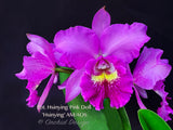 Pot. Hsinying Pink Doll 'Hsinying' AM/AOS Fragrant!
