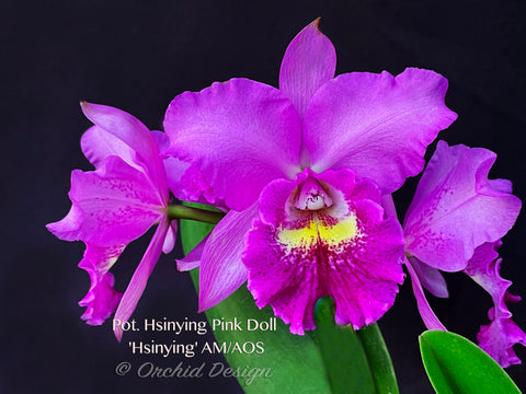Pot. Hsinying Pink Doll 'Hsinying' AM/AOS Fragrant!