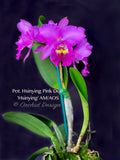Pot. Hsinying Pink Doll 'Hsinying' AM/AOS Fragrant!