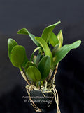 Potinara Burana Beauty 'Burana' HCC/AOS – Fragrant