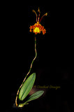 Psychopsis Mariposa 'Green Valley' - Orchid Design