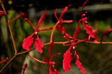 Renanthera Kilauea - Orchid Design