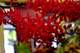 Renanstylis Bangkok Beauty - Orchid Design