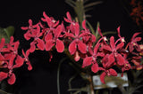Renanstylis Bangkok Beauty - Orchid Design