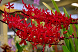 Renanstylis Bangkok Beauty - Orchid Design