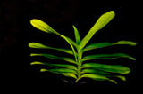 Renanstylis Bangkok Beauty - Orchid Design