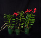 Renanthera Kilauea - Orchid Design