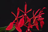 Renanthera Kilauea - Orchid Design