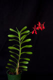 Renanthera Kilauea - Orchid Design