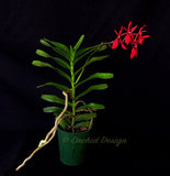 Renanthera Kilauea - Orchid Design