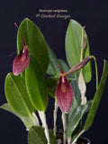 Restrepia sanguinea - Orchid Design