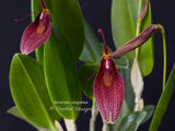 Restrepia sanguinea - Orchid Design