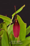 Restrepia sanguinea - Orchid Design
