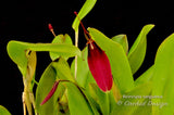 Restrepia sanguinea - Orchid Design