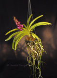 Rhynchostylis coelestis Pink x Rhynchostylis retusa - Orchid Design