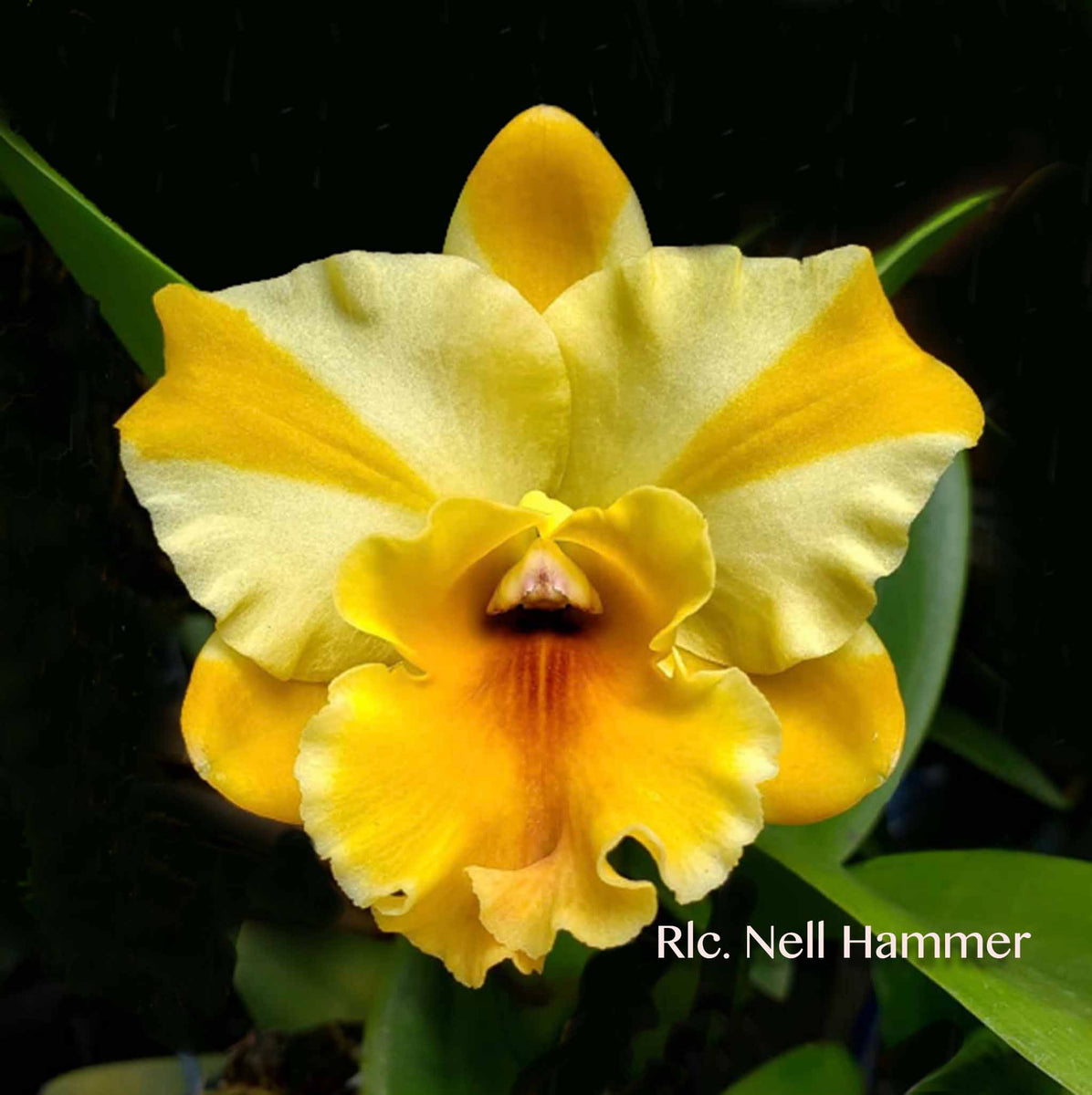 Rhyncattleanthe Nell Hammer – Orchid Design
