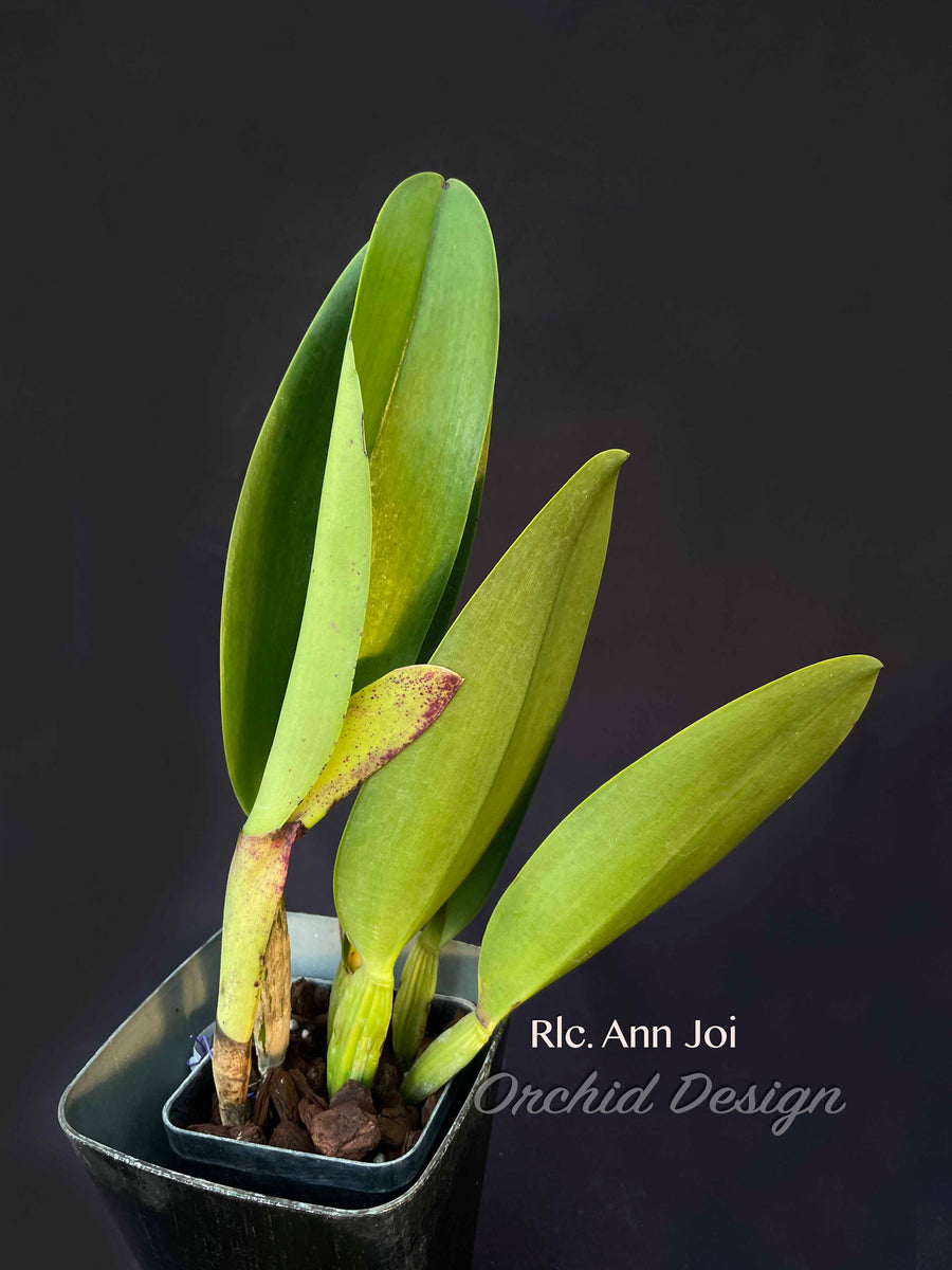 Rlc. Ann Joy 'No.2' fragrant! – Orchid Design