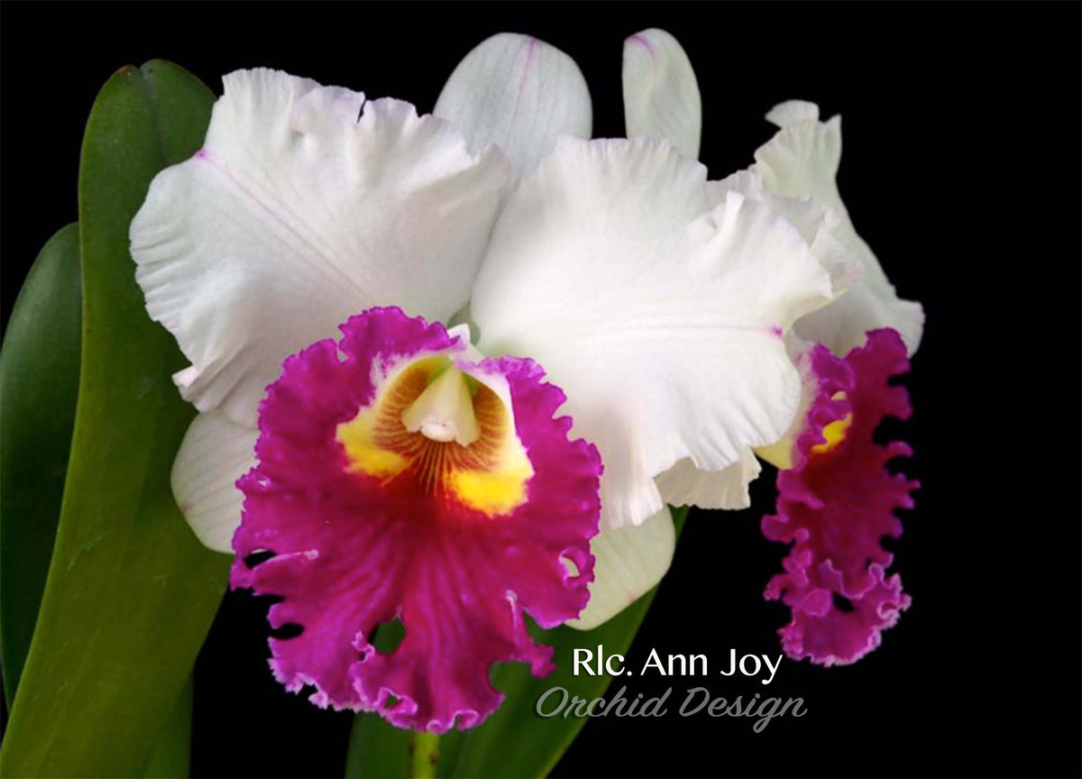 Rlc. Ann Joy 'No.2' fragrant! – Orchid Design