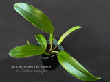 Rlc. Chia Lin 'New City' AM/AOS – Fragrant! - Orchid Design