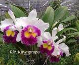 Cattleya Rlc. Kawnprapa Fragrant!