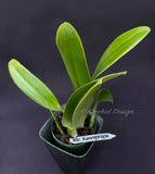 Cattleya Rlc. Kawnprapa Fragrant!