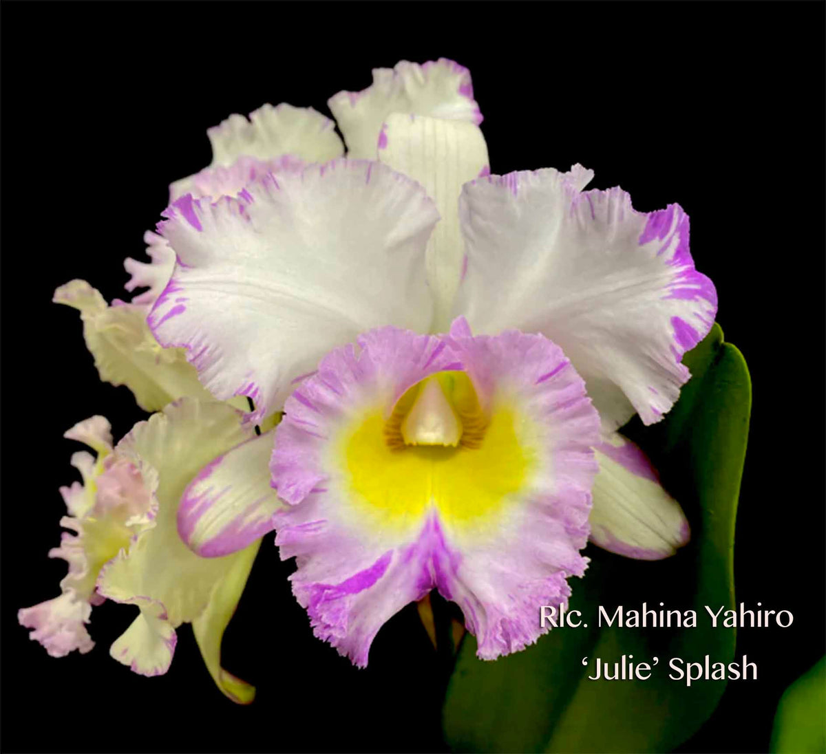 舞蝶撫子様　しがらき Rlc. Mahina Yahiro 'Julie' Splash JC/AOS – Very special! Fragrant