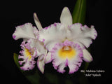 Rlc. Mahina Yahiro 'Julie' Splash JC/AOS – Very special! Fragrant!
