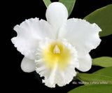 Rlc. Mahina Yahiro – White Cattleya Fragrant