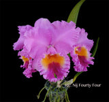 Cattleya Nij Fourty Four